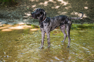 Young brown and black spotted german mastiff standing in water pond
