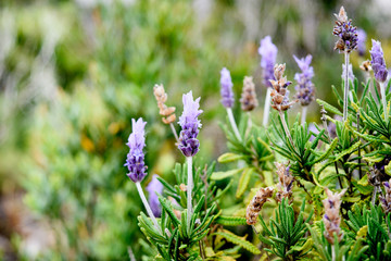 Lavender flower in nature.