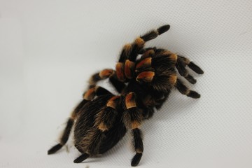spider on white Background 