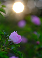 pink rose on a rose bush in the foreground and roses and sun out of focus in the background