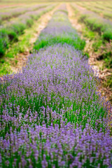 Obraz premium Field of organic lavender flowers , summer concept, farm which produces lavender oil