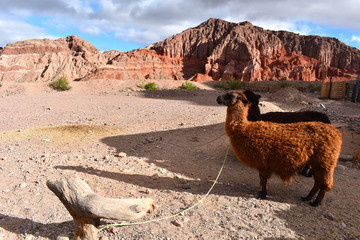 Llamas in the stunning remote Argentinian region of Salta Spectacular scenery of Andean peaks Llama...
