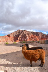 South American llamas at the foot of the Andes high altitude mountains Llama is a domesticated animal used as meat since the Pre-Columbian era Llamas are social animals and live with others as a herd