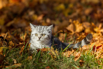 Fototapeta premium British Kurzhaar Kätzchen