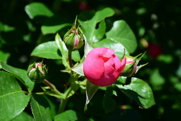 Rosen im Bauerngarten