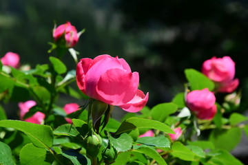 Rosen im Bauerngarten