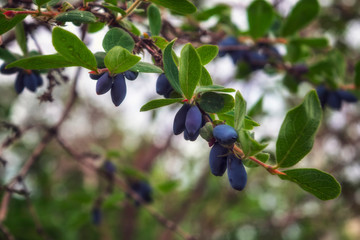 Blue ripe berries of honeysuckle on the branch with leaves of a bush. Lonicera edulis.