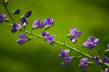 purple flowers on green background