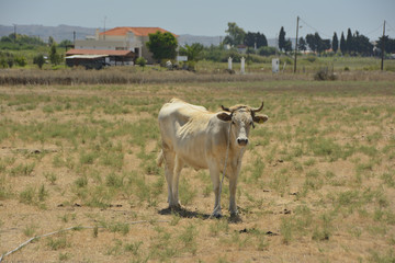 the cow of light color who is grazed in the field