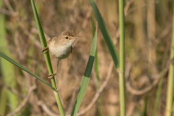 Fototapeta premium Stunning bird photo. Eurasian reed warbler / Acrocephalus scirpaceus