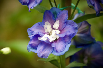 blue flower