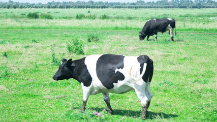 Typical Scene of cows standing meadow