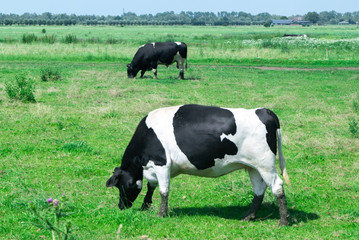 Fototapeta premium Typical Scene of cows standing meadow