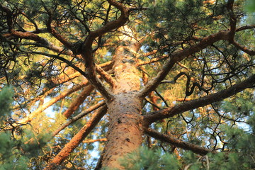 Pine at sunset wiev from the ground up to the sky