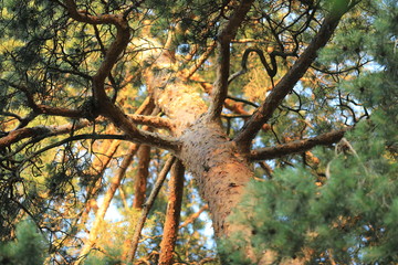 Pine at sunset wiev from the ground up to the sky