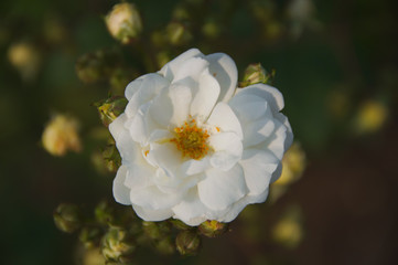 white flower in garden