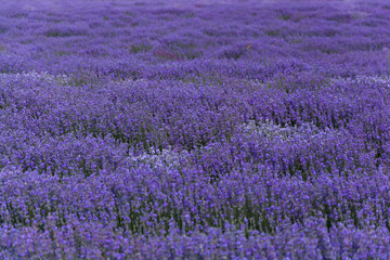 lavender field.Stunning and aromatic bio lavender field