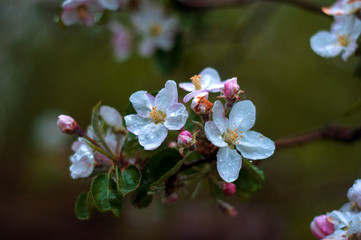 The beautiful Apple tree blooms. Spring flowers. Close-up of white and pink flowers branch with nature background in the park.
