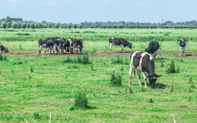 Typical Scene of cows standing meadow