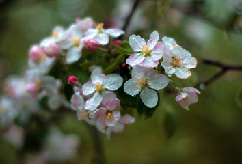 The beautiful Apple tree blooms. Spring flowers. Close-up of white and pink flowers branch with nature background in the park.