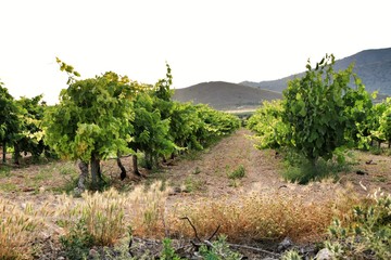 Landscape of vineyards in Jumilla, Murcia province
