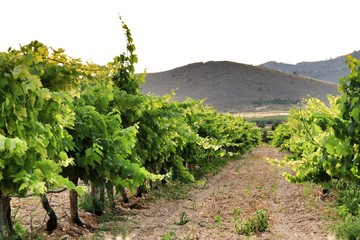 Landscape of vineyards in Jumilla, Murcia province