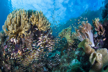 Healthy corals and fish thrive on a reef in Raja Ampat, Indonesia. This tropical region is home to an extraordinary array of marine biodiversity and is a popular destination for divers and snorkelers.