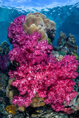 Vibrant soft corals grow on a reef in Raja Ampat, Indonesia. This tropical region is home to an extraordinary array of marine biodiversity and is a popular destination for divers and snorkelers.