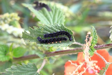 caterpillar on leaf
