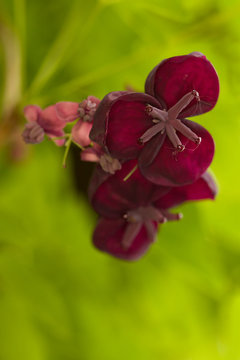 Violet flowers of a climbing Chocolate Vine also named Fiveleaf Akebia (Akebia quinata)