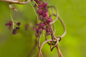 Violet flowers of a climbing Chocolate Vine also named Fiveleaf Akebia (Akebia quinata)