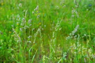 Fototapeta na wymiar field lay flowers summer day. flower background