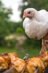 chicken on farm