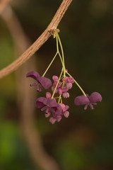 Violet flowers of a climbing Chocolate Vine also named Fiveleaf Akebia (Akebia quinata)
