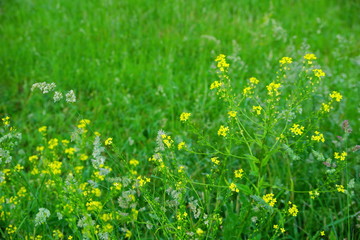 field lay flowers summer day. flower background