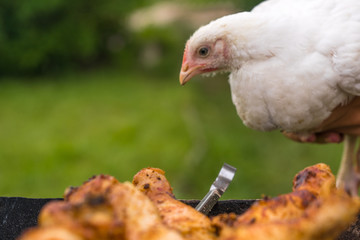 lucky day for chicken. chicken bbq, farm life. Сhicken looks like grilled chicken. frustrated chicken