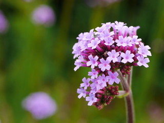Close up of a pale purple verbena bonariensis flower with others behind