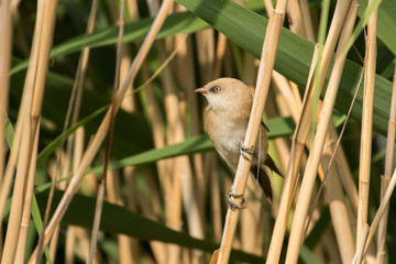Stunning bird photo. Bearded reedling / Panurus biarmicus