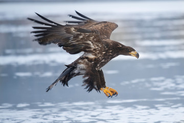 Adult White-tailed eagle in flight. Blue sky background. Scientific name: Haliaeetus albicilla, also known as the ern, erne, gray eagle, Eurasian sea eagle and white-tailed sea-eagle.