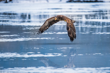 Adult White-tailed eagle in flight. Blue sky background. Scientific name: Haliaeetus albicilla, also known as the ern, erne, gray eagle, Eurasian sea eagle and white-tailed sea-eagle.