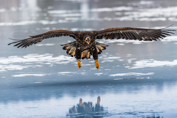 Adult White-tailed eagle in flight. Blue sky background. Scientific name: Haliaeetus albicilla, also known as the ern, erne, gray eagle, Eurasian sea eagle and white-tailed sea-eagle.