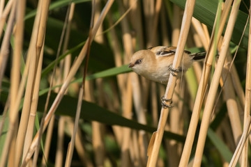 Stunning bird photo. Bearded reedling / Panurus biarmicus