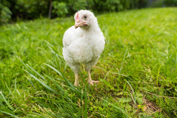 little chicken in the grass