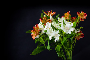 Naklejka na ściany i meble Beautiful flowers Alstroemeria white red maroon