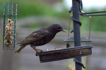 Starlings feeding on feeder