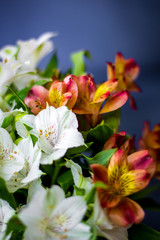Obraz na płótnie Canvas Beautiful flowers Alstroemeria white red maroon