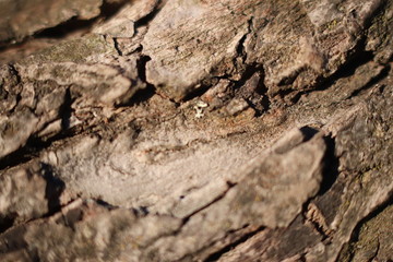 texture of bark of a tree
