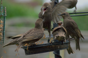 Starlings feeding on feeder