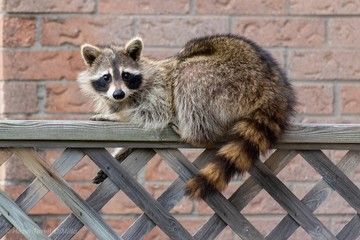 Raccoon on the fence