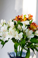 Beautiful flowers Alstroemeria white red maroon